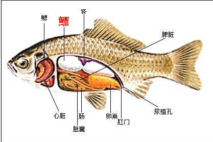 瘘疮图片 治疗方法图片