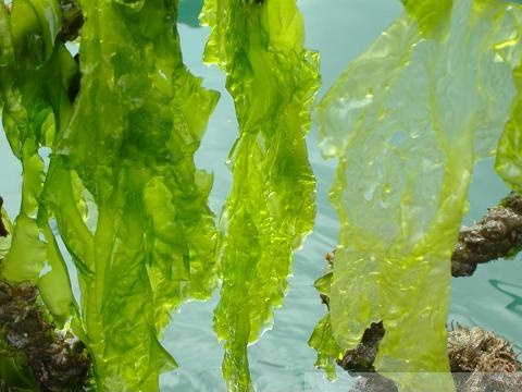 《本草纲目》昆布 石斛 螺厣草 骨碎补 石韦 草部 李时珍|中医典籍